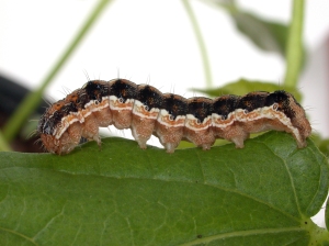 Bollworm